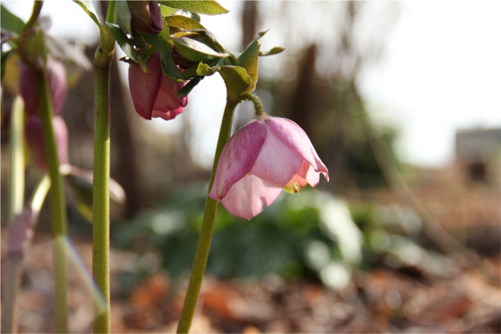 Helleborus niger ou Rose de noel ou Hellebore - Page 8 Helleb10