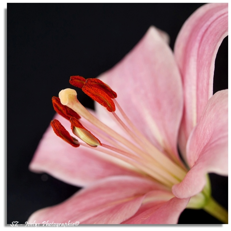 Lily Flower Lys_fi10