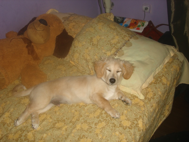 Tobby, petit chiot beige, petite taille, né en mars 2013 Dsc00112