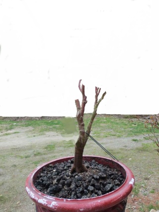 Japanese Maple From Nursery, Suggestions Please. Untitl57