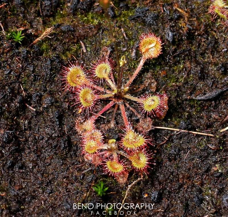 Drosera "Rotundifolia" Droser12