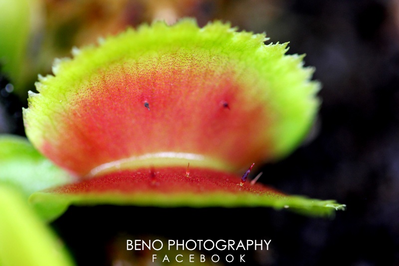 Dionaea "Bristle Tooth" Img_1810