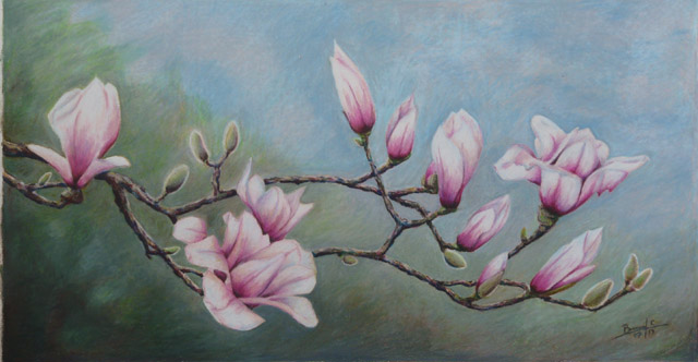 Branche de Magnolia Magnol10