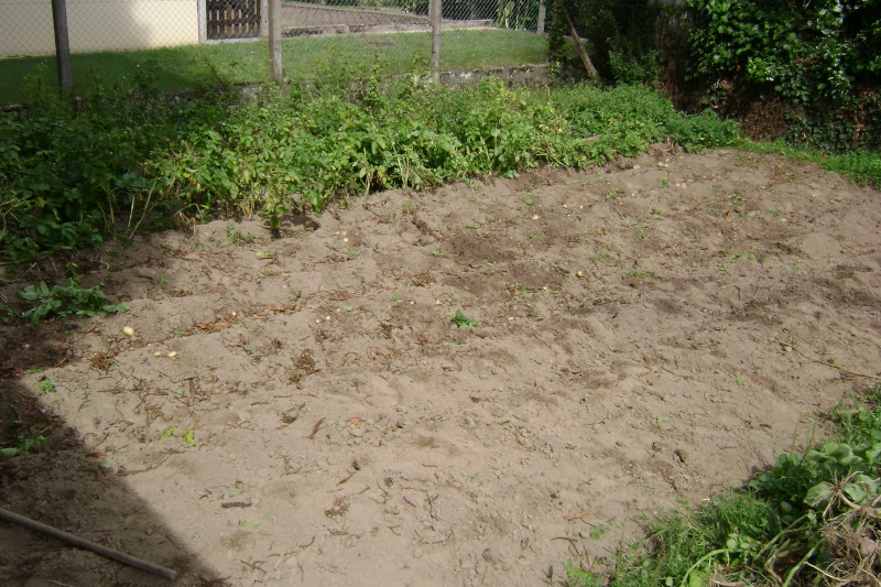 Butoir et plantation de patates ? Dsc01810