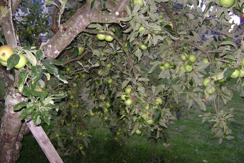 abondance de pommes et l'arbre plie Dsc01813
