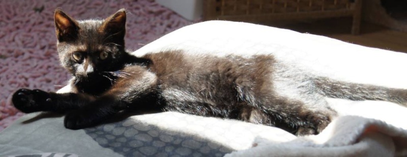 Cosmo, chaton noir, né début avril 2013 10488010