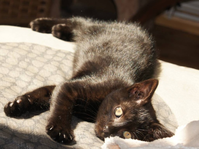 Cosmo, chaton noir, né début avril 2013 10534210