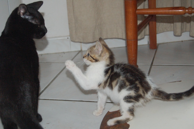 Cosmo, chaton noir, né début avril 2013 Dsc_8210