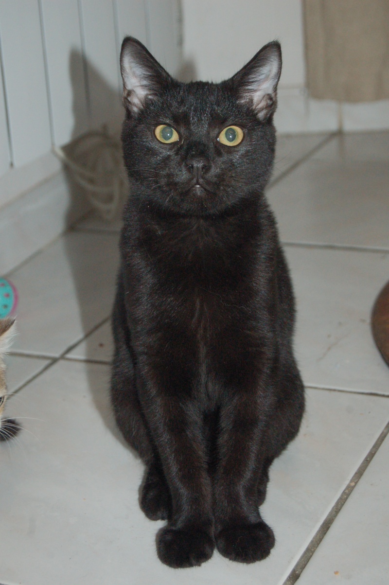 Cosmo, chaton noir, né début avril 2013 Dsc_8212