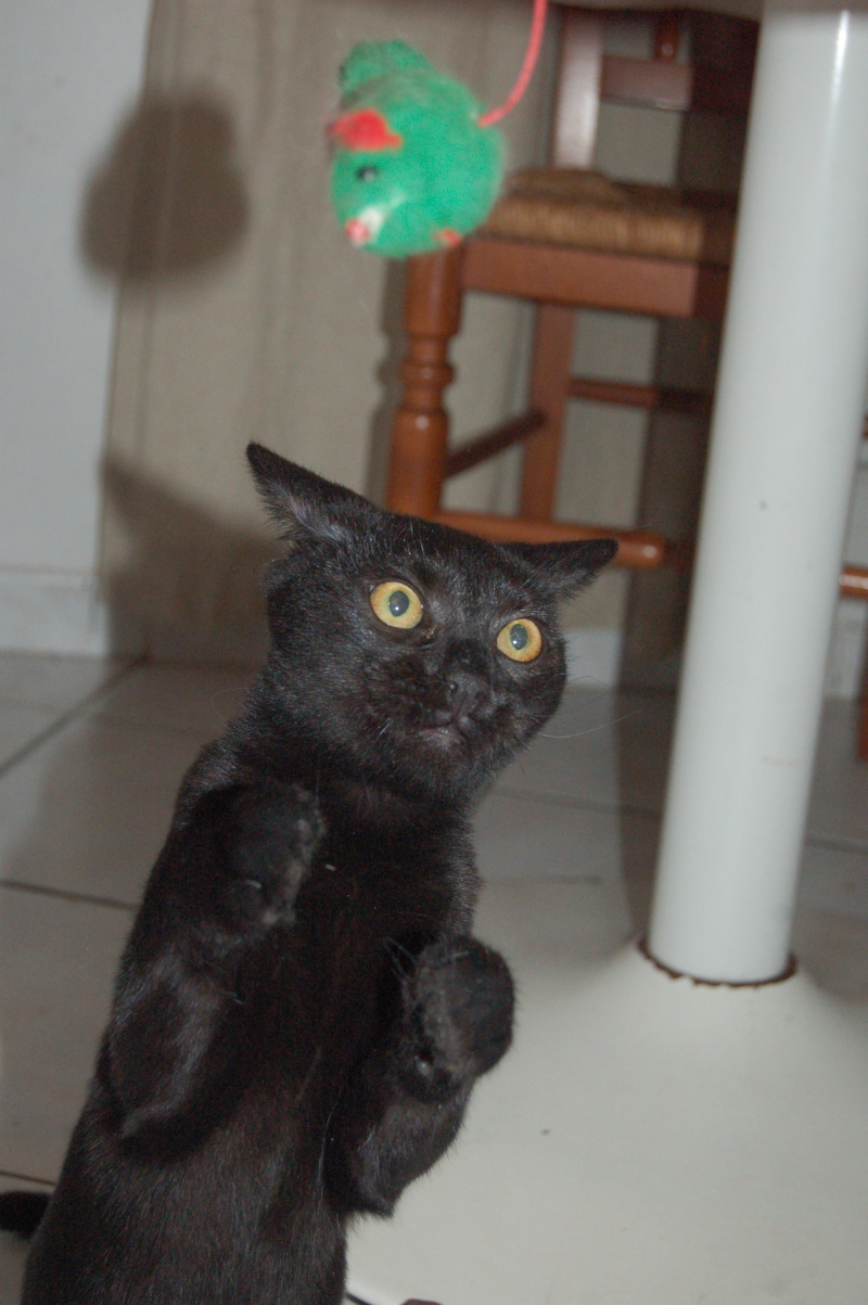 Cosmo, chaton noir, né début avril 2013 Dsc_8213