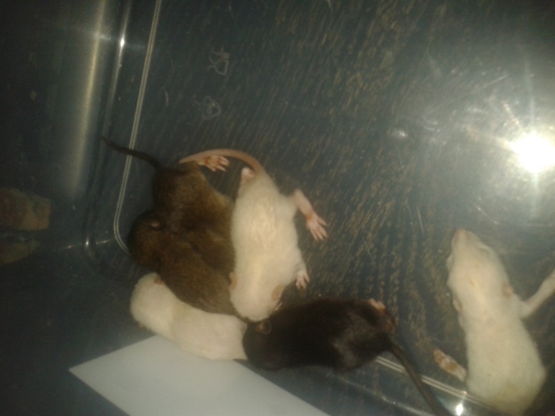 2 loulous a adopter ou a prendre en FA a Vannes (56) + Covoit au plus vite ! Rat110