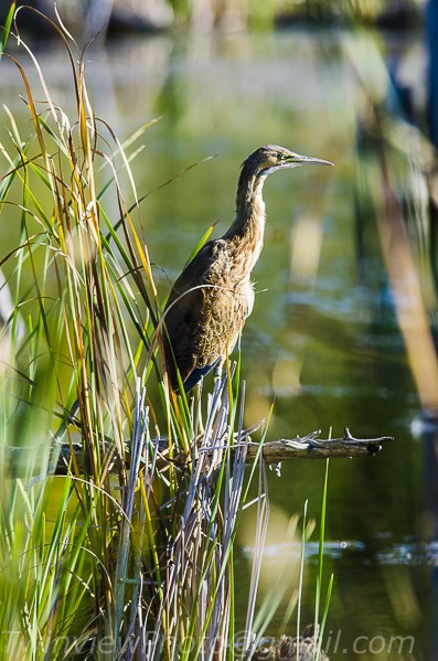 un butor dans les marais de l'ile Bizard 104_3811