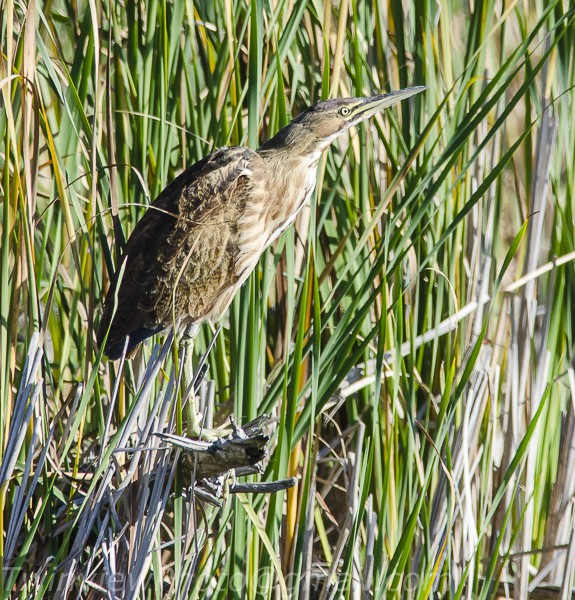 un butor dans les marais de l'ile Bizard 104_3812