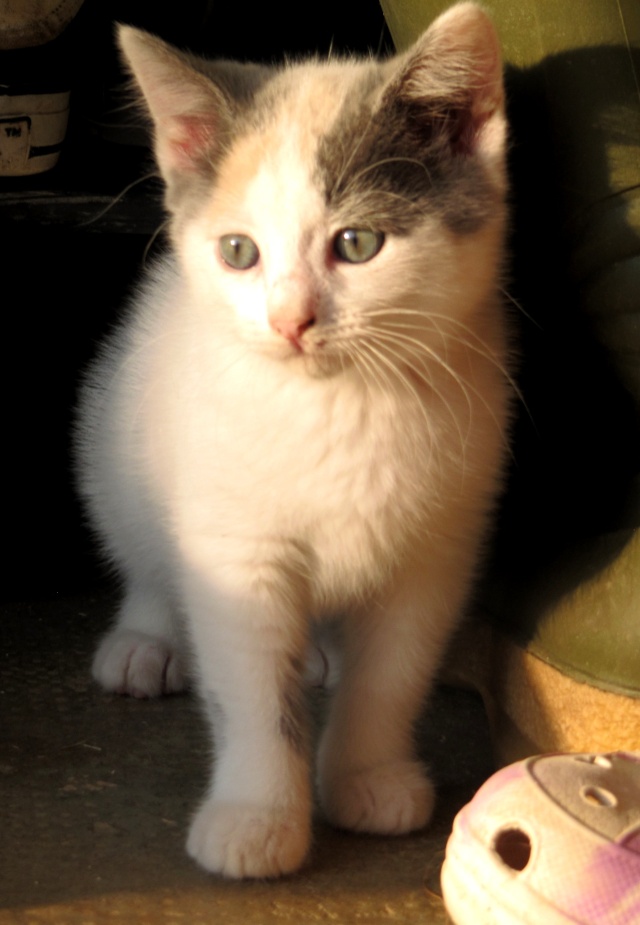 Saya - Tricolore grise - née le 10 juin 2013 en FA _06410