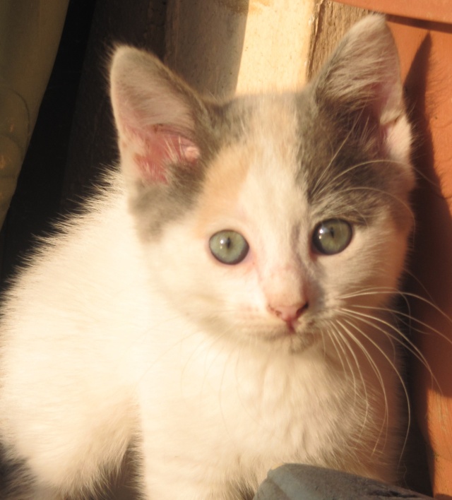 Saya - Tricolore grise - née le 10 juin 2013 en FA _06510