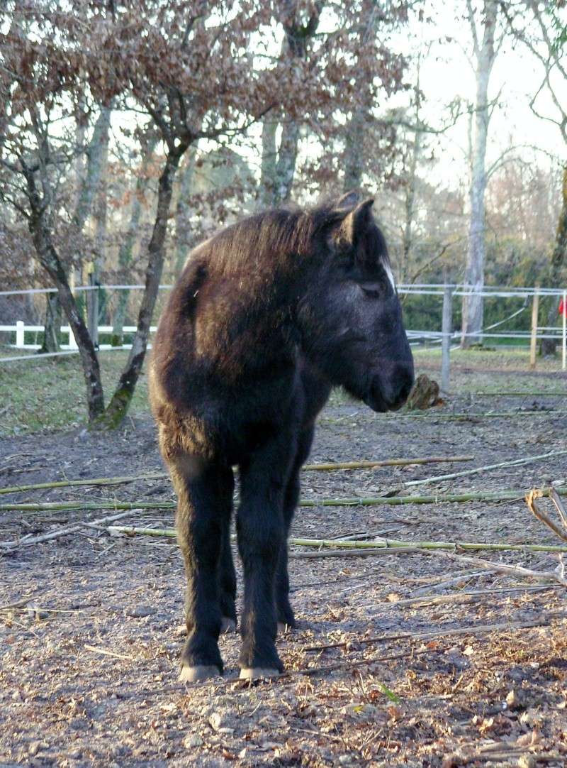 m�lodie - MELODIE DE LA NOTTE et CESAR, percherons et Charlotte33  (Mars 2012) - Page 35 Snb11814