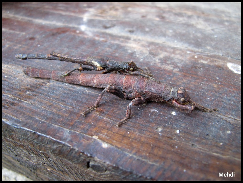 Paraprisopus antillarum (P.S.G n° 370) Img_2622