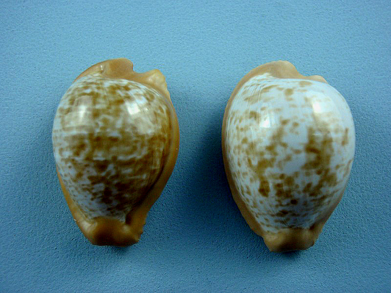 Cypraeovula fuscodentata sphaerica Lorenz, 2002 Africa10