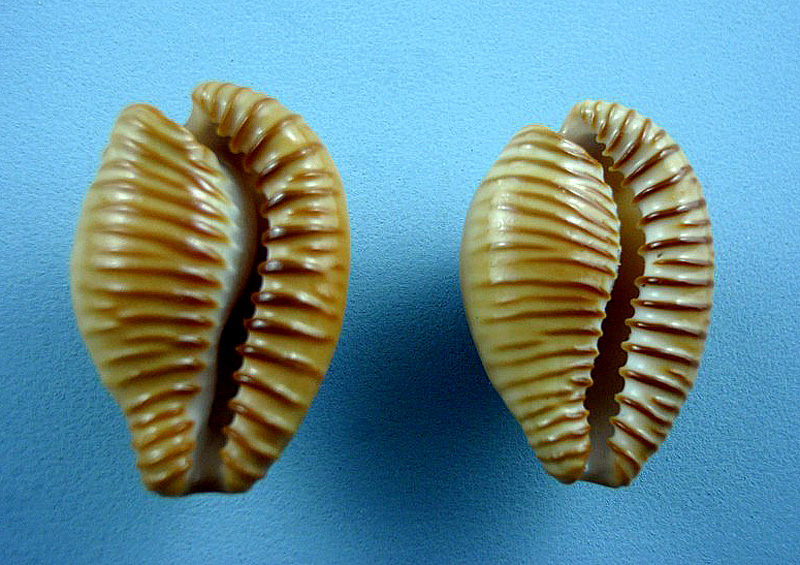 Cypraeovula fuscodentata sphaerica Lorenz, 2002 Africa11