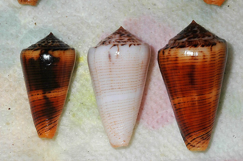 live - Pionoconus magus circae (G. B. Sowerby II, 1858) - Live Circae10