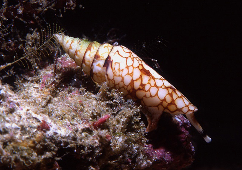 Leptoconus milneedwardsii clytospira (Melvill & Standen, 1899) - Live Conus110