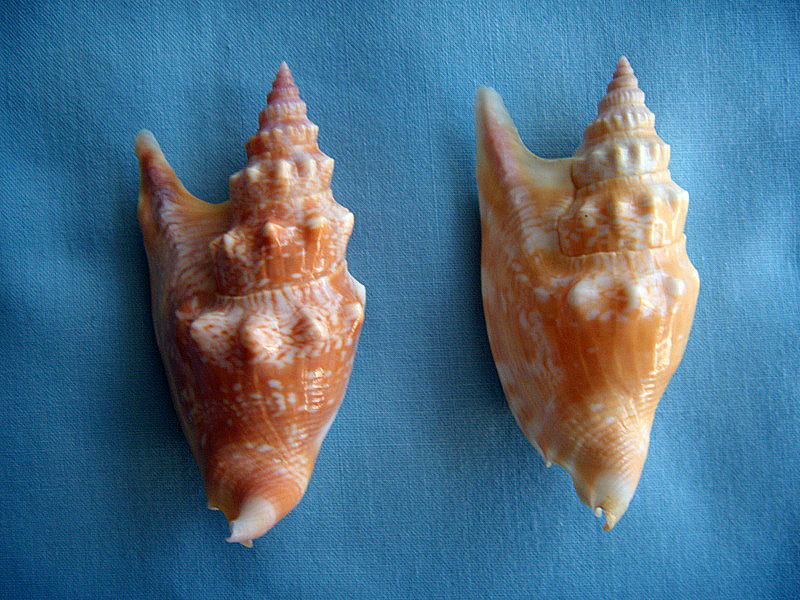 Euprotomus vomer - (Röding, 1798) - Page 2 Dscn1110