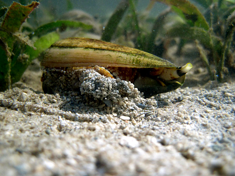 Conus marmoreus (Linnaeus, 1758) - Live Img_2310