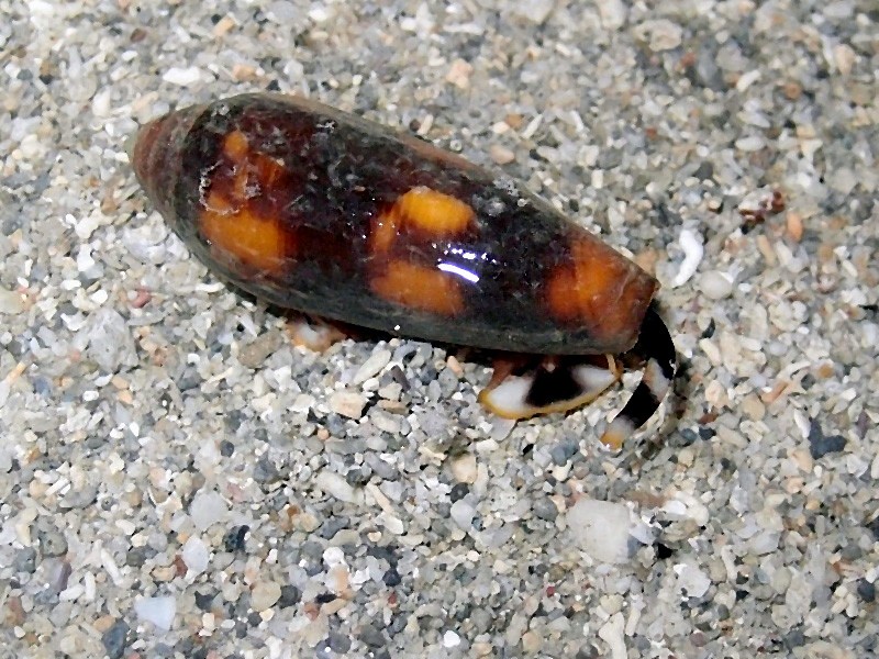 Pseudohermes violaceus (Gmelin, 1791) - Live P9114710