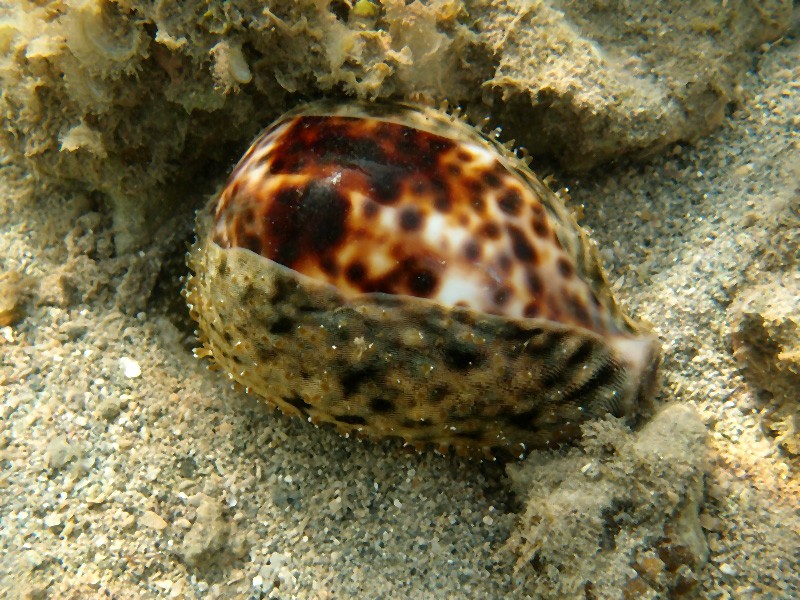 Cypraea tigris Linnaeus, 1758 - Live P9275112