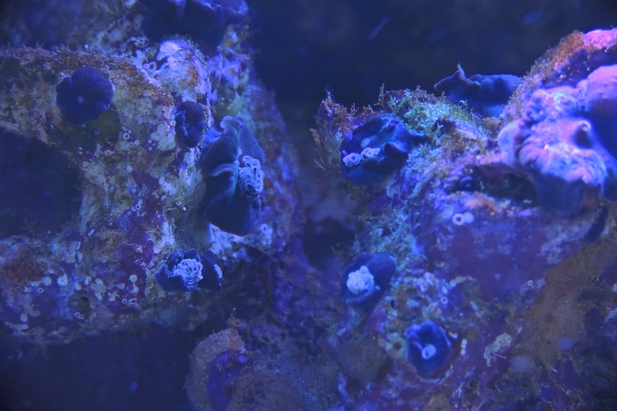 Mort du corail ou parasite ? Dscn3810