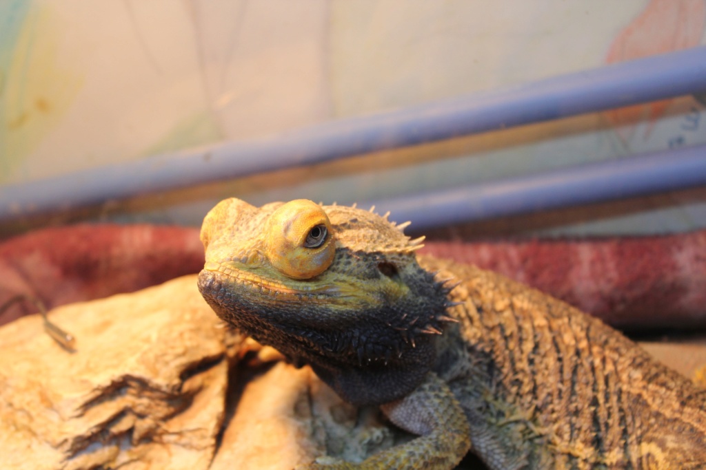 Mon pogona ne mange plus !!! - Page 8 17_fev10