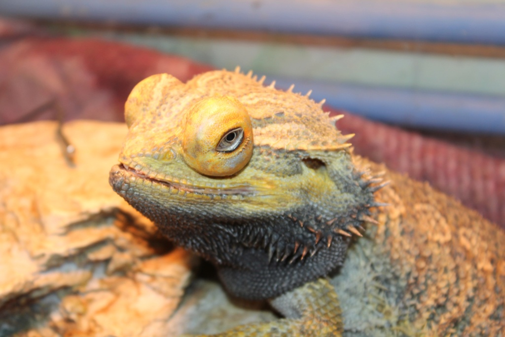 Mon pogona ne mange plus !!! - Page 8 Img_5619