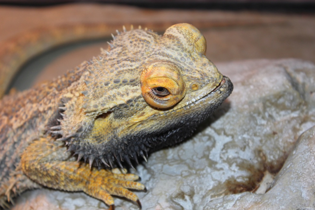 Mon pogona ne mange plus !!! - Page 8 Img_5623