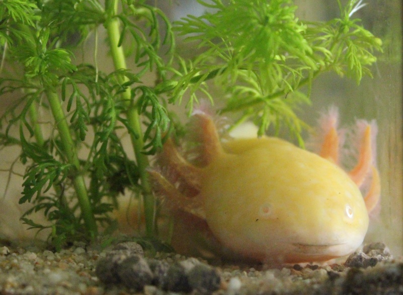 mes 3 axolotls Speedy10