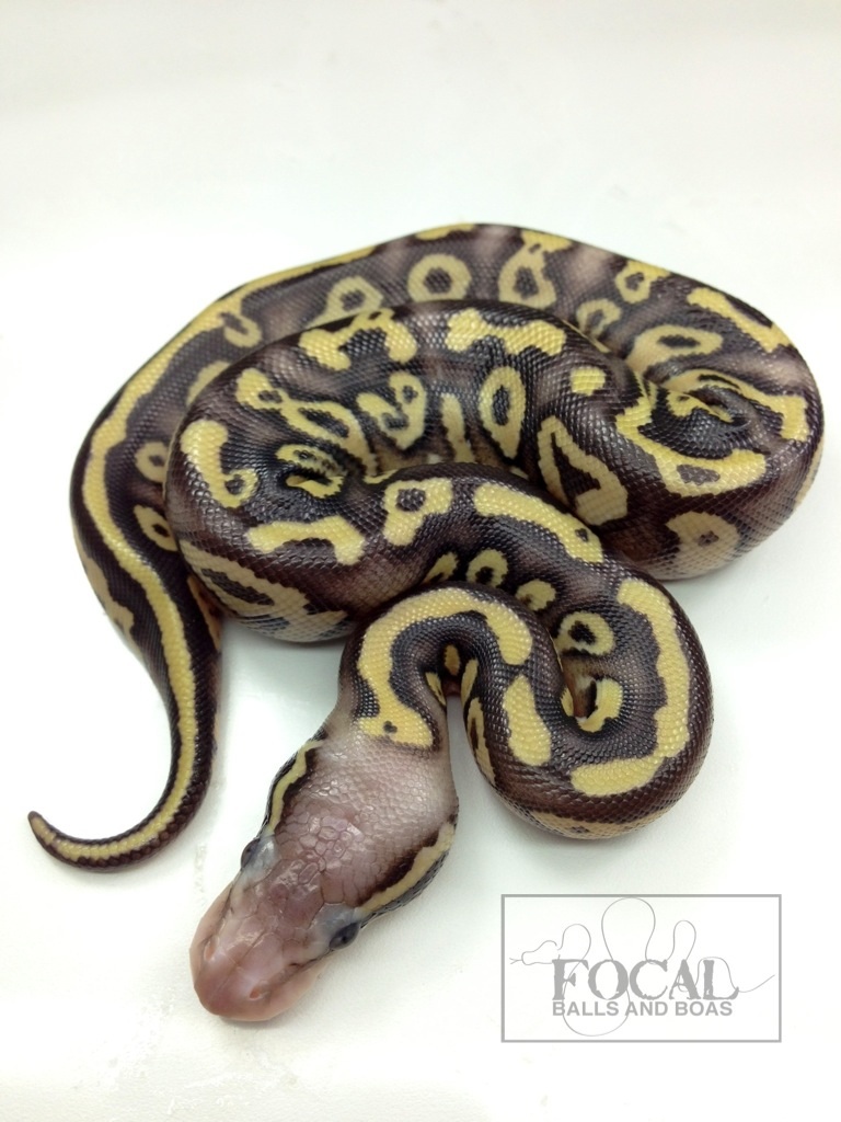 Sulfur Pastel Mojave Ball Python Image21