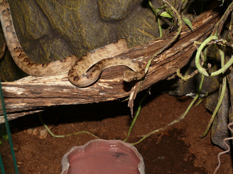 Candoia bibroni australis P1070016