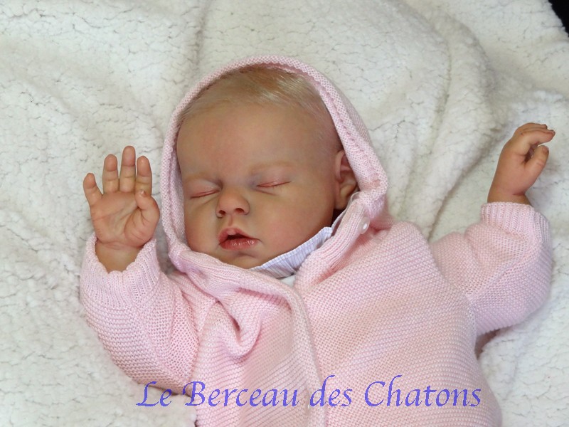 La nurserie "le berceau des chatons" Noah_015