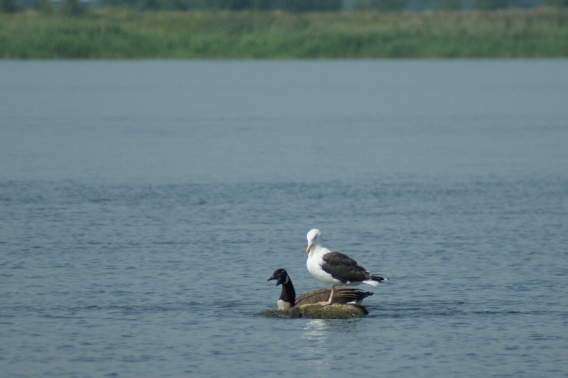 Belle rencontre sur le Fleuve Saint-Laurent!! Parc_d27