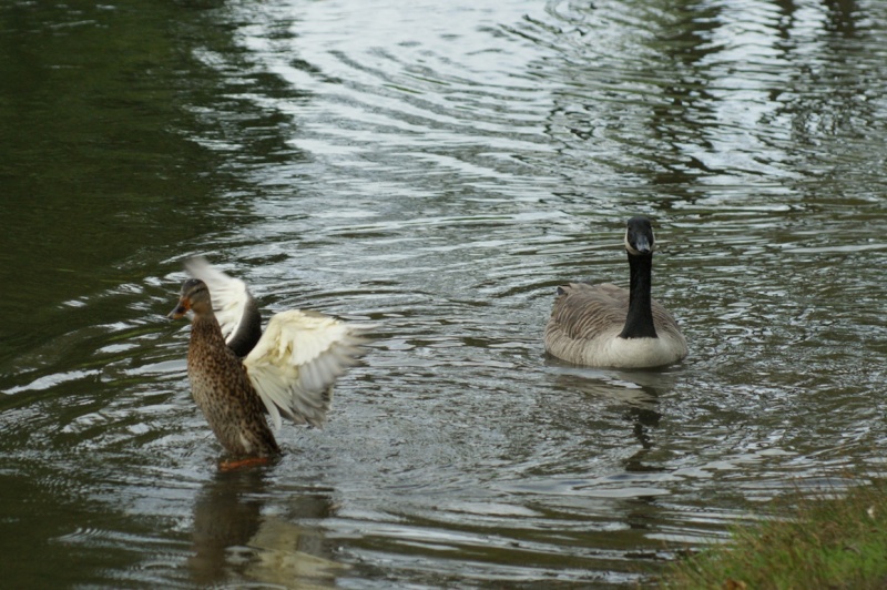 Colvert et Bernache Parc_m14