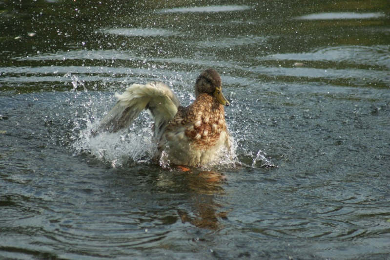 Canard colvert Saint-17