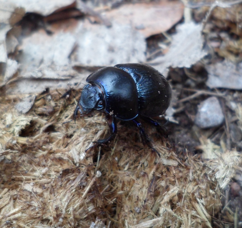 [Anoplotrupes stercorosus] Bousier alsacien Sam_4413