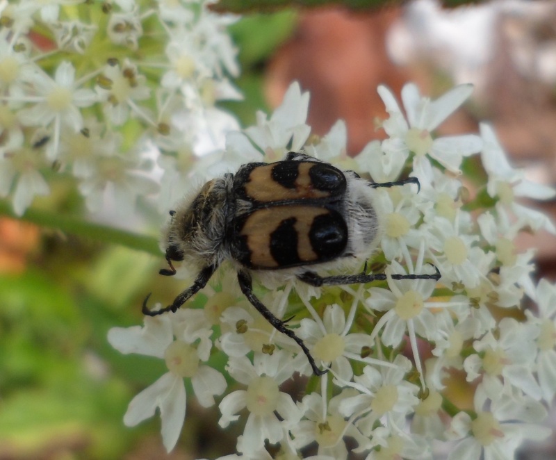 Trichius sp. Trichi10