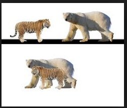 Urso Polar VS Tigre Siberiano Compar10