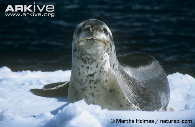 Leão Marinho VS Foca Leopardo Leopar11