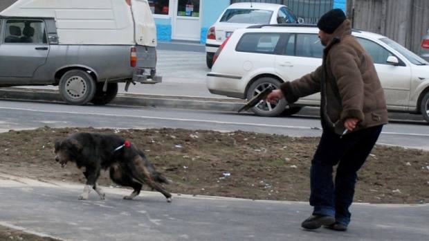 MASSACRE DES CHIENS DE ROUMANIE ET D'AILLEURS 12377910