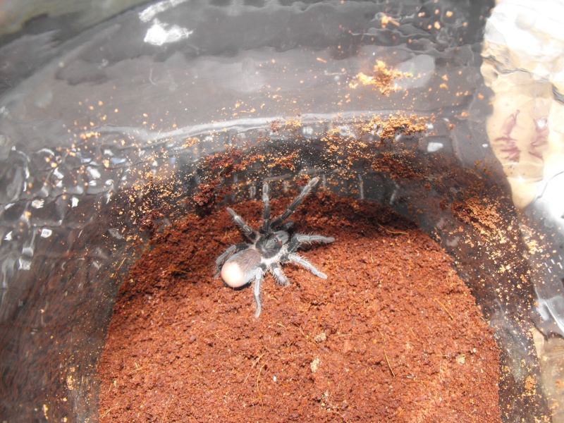 Haitian Brown Tarantula Phormictopes canceroides 00110