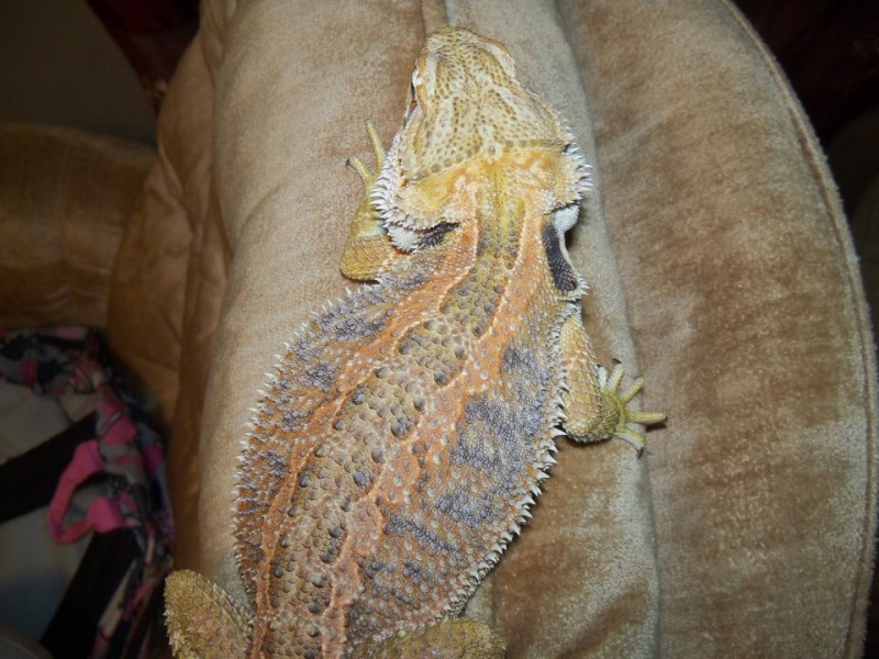 Jasmine the beardie 64609_10