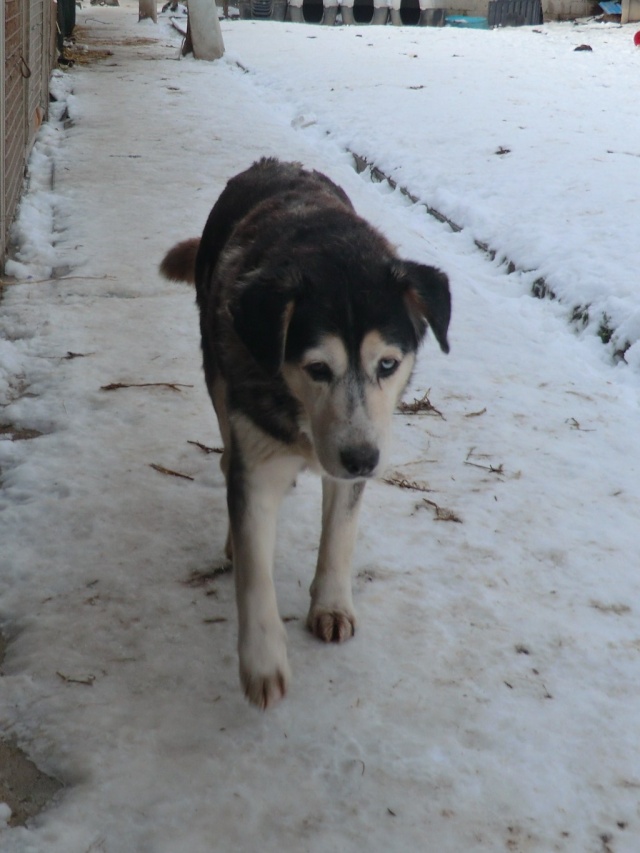 SWALLY croisée husky de 12 ans dans le 80 URGENT Cimg9211