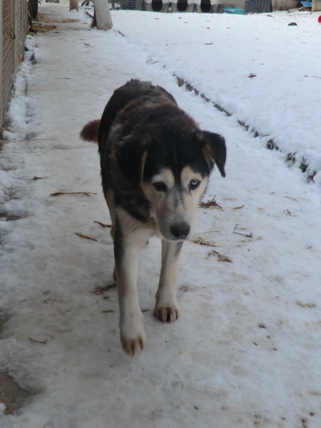 SWALLY croisée husky de 12 ans dans  le 80 URGENT Cimg9211