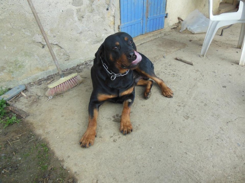 Thila et Benji (adopt) rottweiler sur le 47 sous l'asso ARPA Benn10